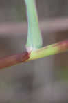 Pitted beardgrass